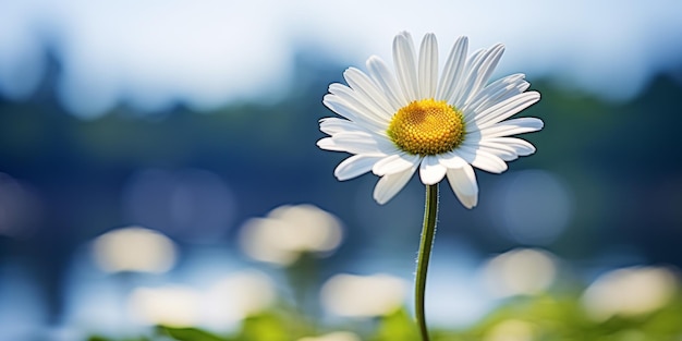 daisy flower in a field