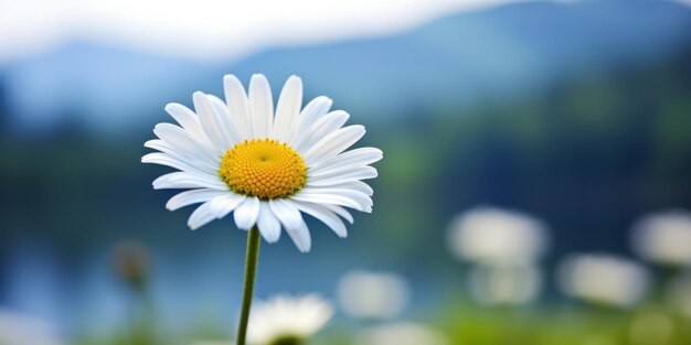 daisy flower in a field