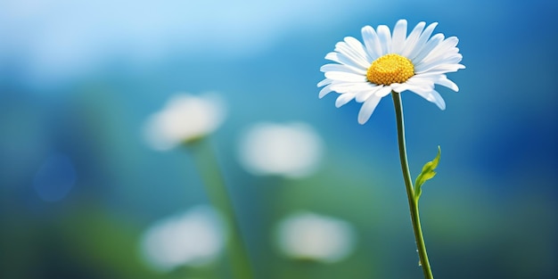 daisy flower in a field