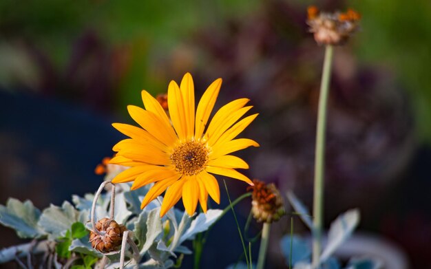 Daisy Flower at full bloom