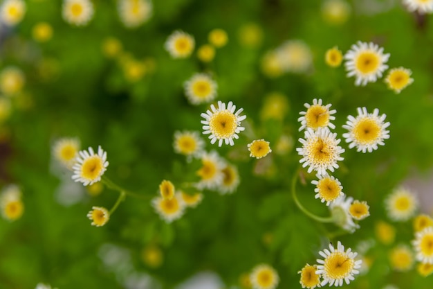 デイジーフラワーガーデン満開の植物日差しの中で白いマーガレットデイジーのフィールド全体