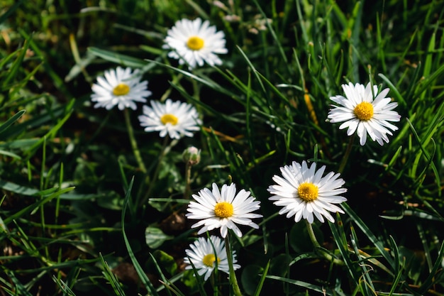 Photo daisy flower in a garden at springtime edible flower bellis perennis astereae