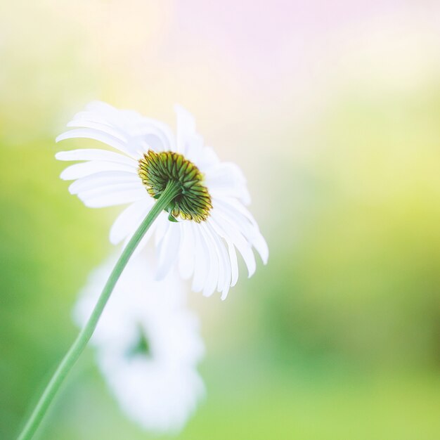 Daisy flower in a garden