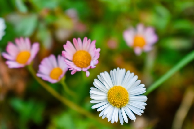 庭のデイジーの花