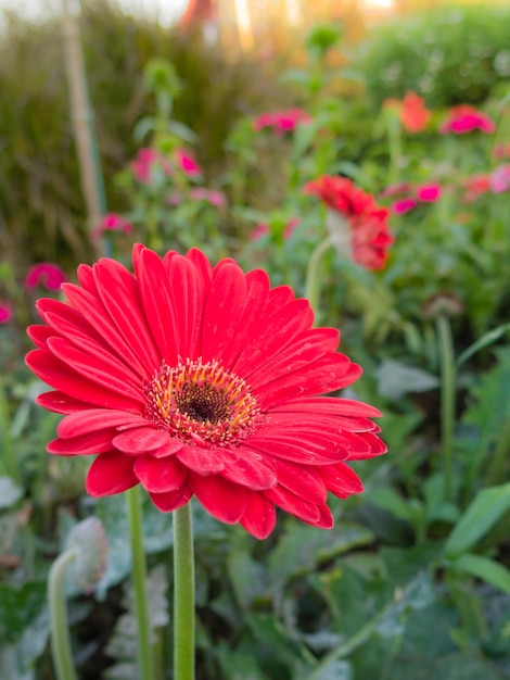 Daisy un fiore, gerbera in giardino