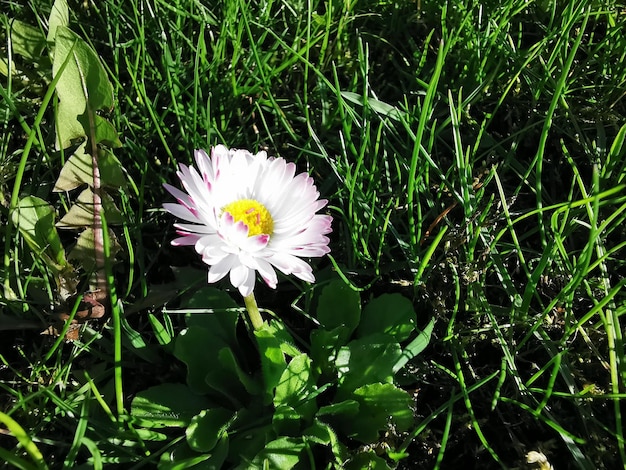 Daisy flower in the grass close up