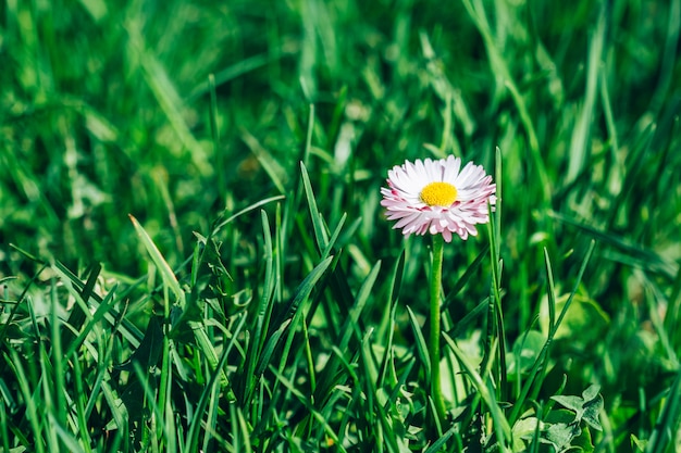 緑の芝生にデイジーの花