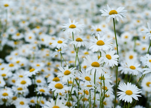 緑の牧草地のデイジーの花12