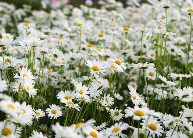 Fiore della margherita sul prato verde 2