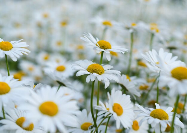 Daisy flower on green meadow 9