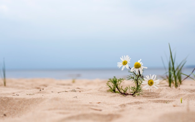 Photo daisy flower growing in the sand on the beach