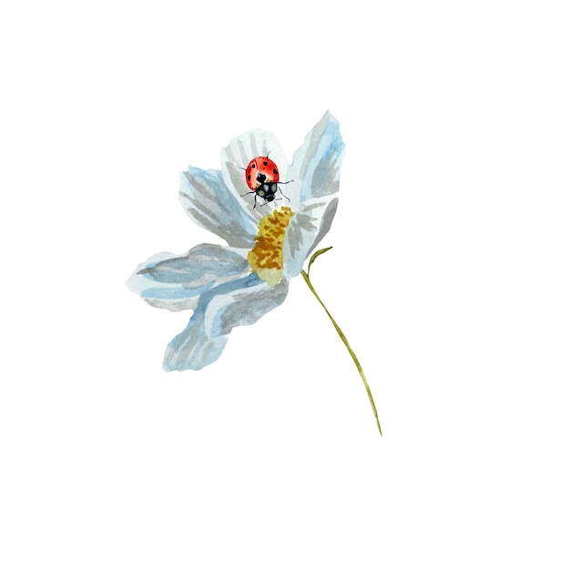 Daisy flower lieveheersbeestje rood een schets. Een aquarel illustratie. Handgetekende textuur en geïsoleerd.