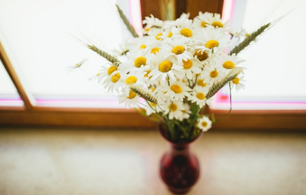 Daisy flower near the window