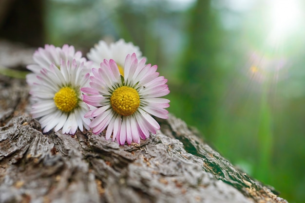 夏の庭のデイジーの花植物、自然の中のデイジー