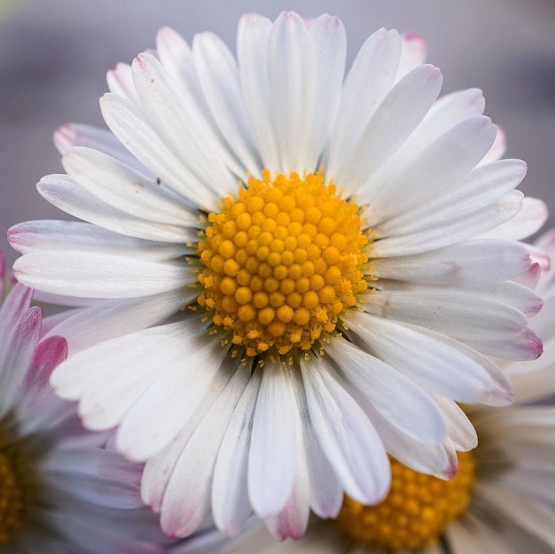 daisy flower plant in springtime 