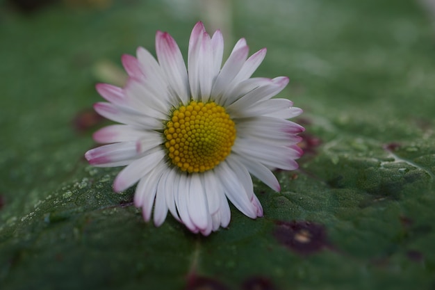                                daisy flower plant