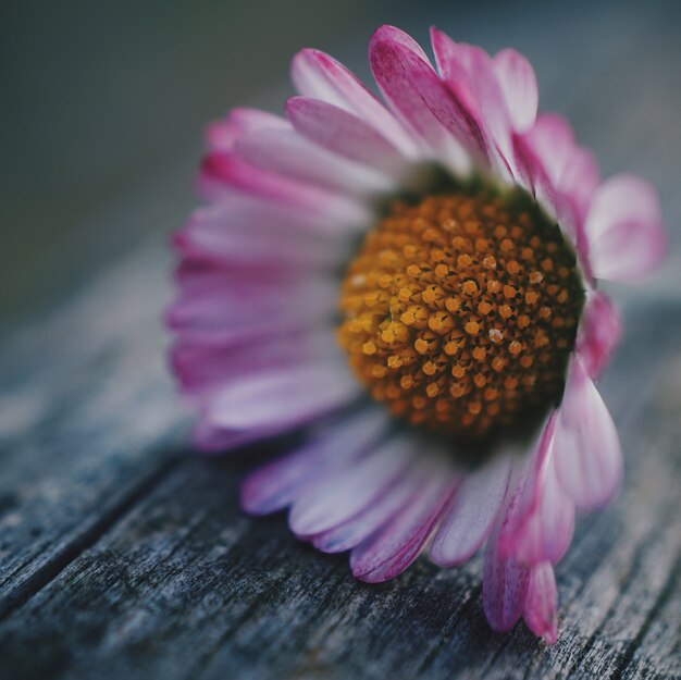 daisy flower plant