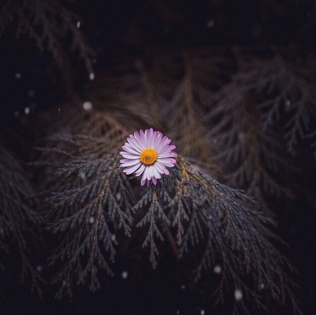 デイジーの花植物