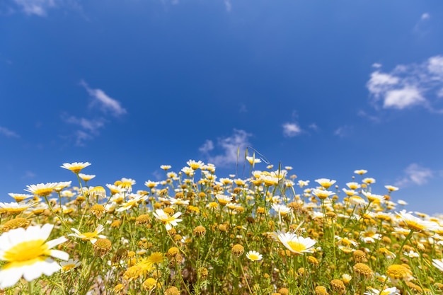 青空のバナーと夏のデイジーの花。感動的な静かな自然のパノラマ風景