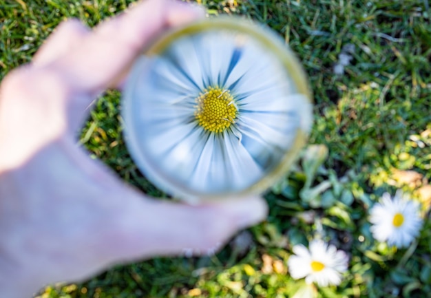 Foto fiore a margherita usando la sfera di cristallo in una giornata di sole