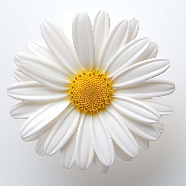 Daisy flower visual photo album full of blooming moments and elegant vibes for flower lovers