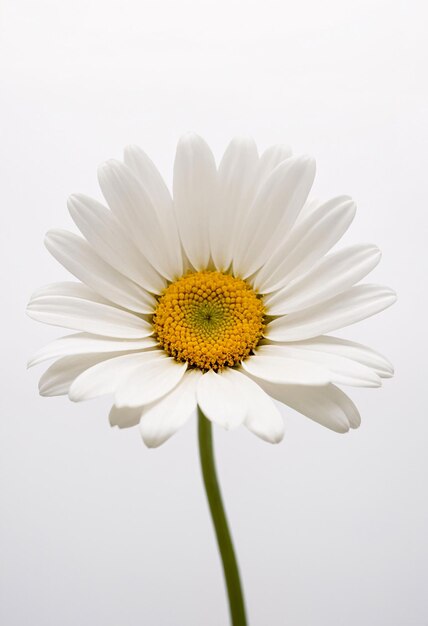 Daisy flower on white background