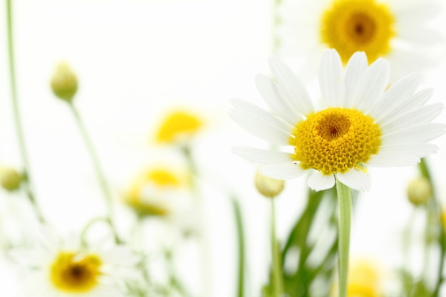 白い柔らかい背景のデイジーの花