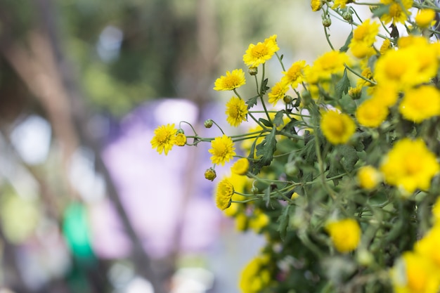 Daisy flower