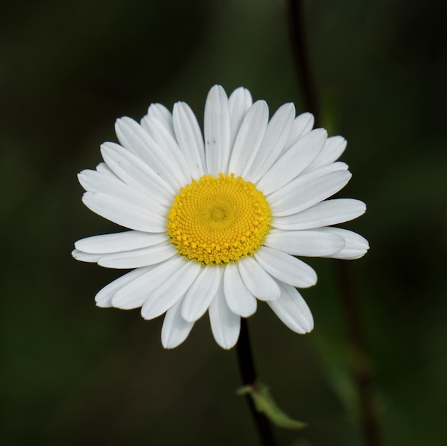 Foto il fiore margherita