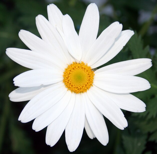 daisy flower