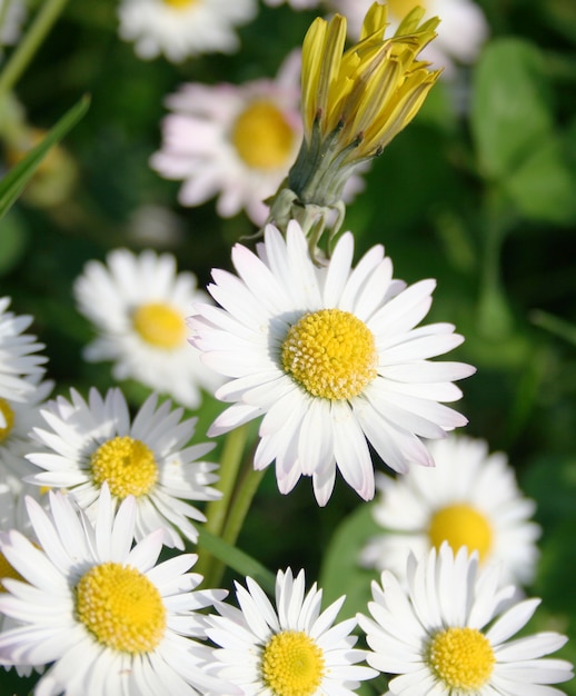 daisy flower