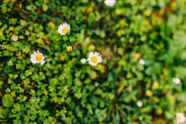 Daisy flowers against a bokeh background