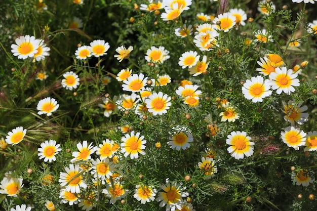 Daisy flowers as background