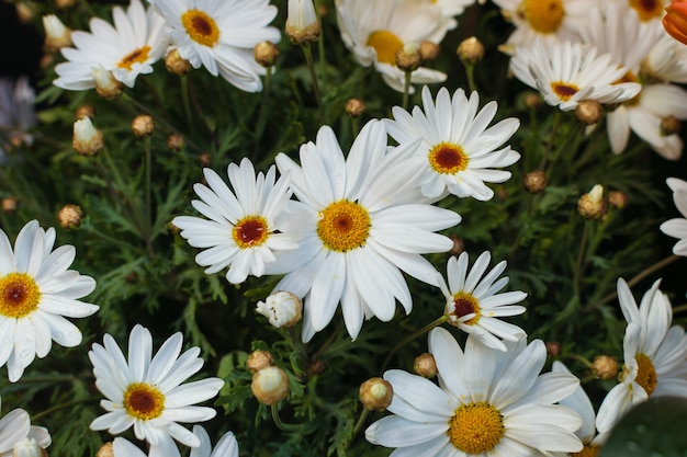 Photo daisy flowers background.