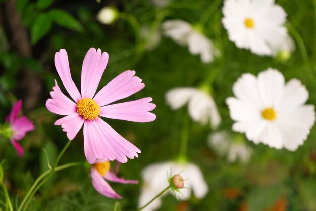 Daisy flowers bloom