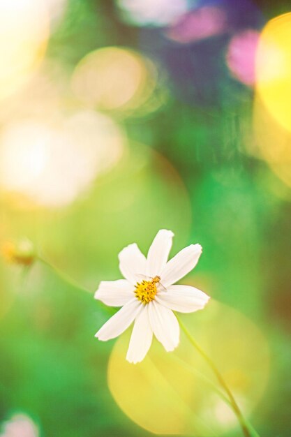 夏の夢の庭のデイジーの花