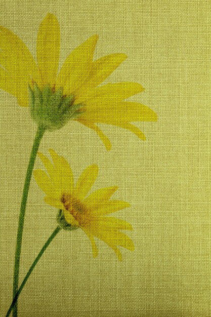 Daisy flowers on fabric texture