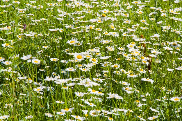 Daisy flowers field, large group of chamomiles, daylight and outdoor