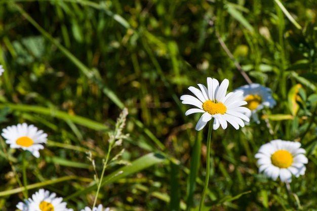 Daisy flowers field, large group of chamomiles, daylight and outdoor