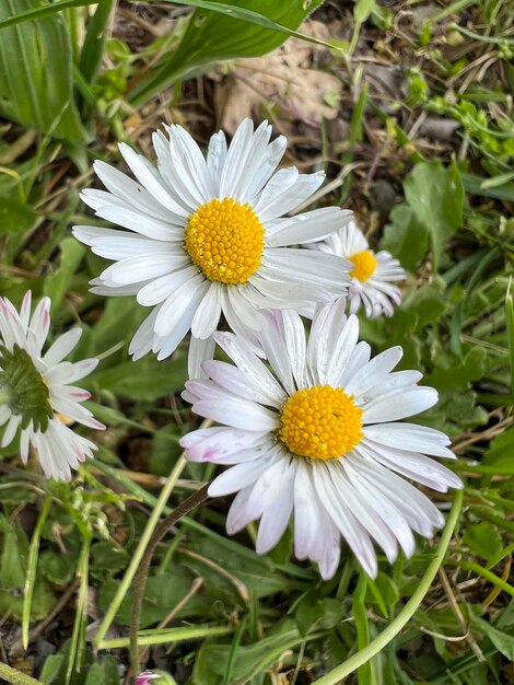 Daisy flowers in the garden high quality photo