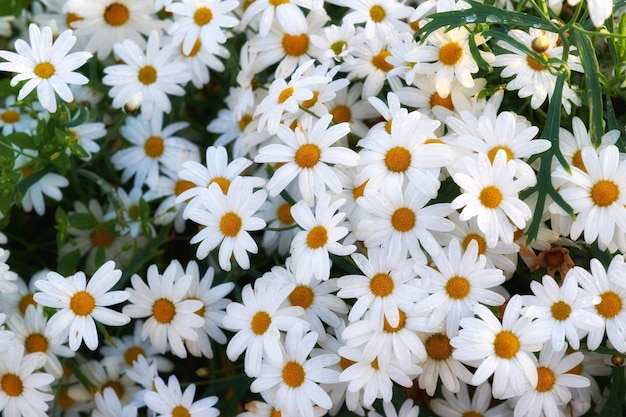 Daisy flowers growing in green garden outside in summer Marguerite flowering plants on grassy field in spring from above Beautiful white flowers blooming in park in nature for insects to pollinate