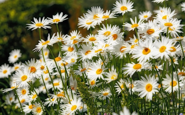 Daisy flowers growing in a scenic green botanical garden Flowering plants flourishing on grassy field in spring Bright white flowers blooming in a garden In summer Pretty flora in nature