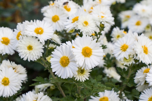 Daisy flowers head on the field. Grass and white flowers. Nature background. Flowers macro.