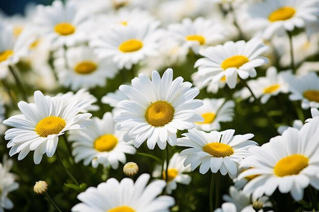 Daisy flowers photographed with a wide aperture to create a shallow depth of field