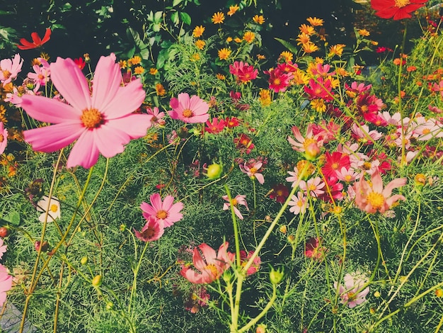 Daisy flowers in sunny garden