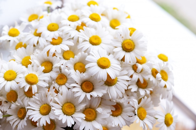 Daisy flowers on the window 