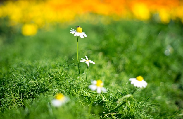 daisy flowers with a bee on green field bokeh background