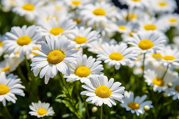 Daisy flowers with a blurred image of a city skyline