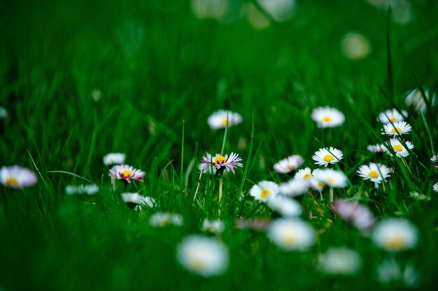 新鮮な緑の草の上に白い花びらを持つデイジーの花