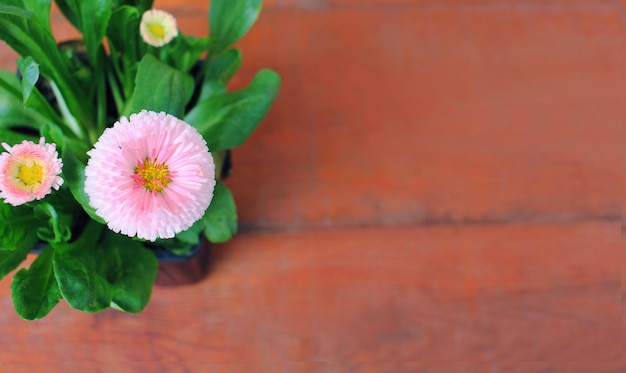 木製の背景にデイジーの花